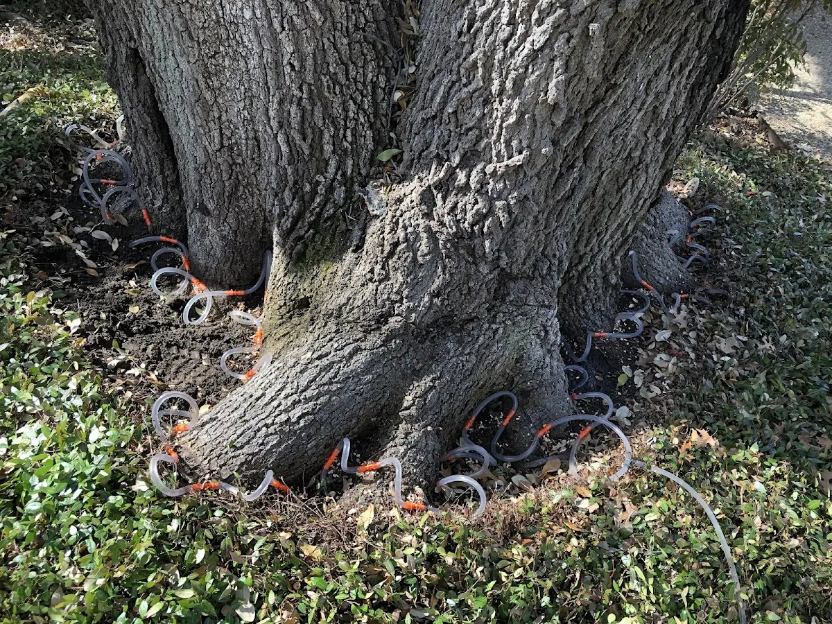 Detailed Tree Cabling and Bracing job site in Orkney Springs