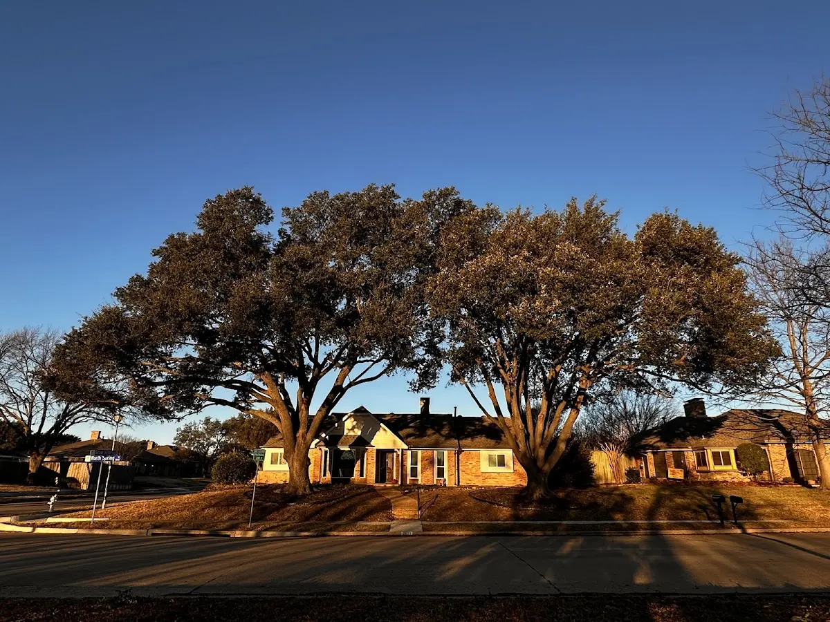 Established residential canopy tree shading a home in Orkney Springs